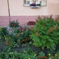 Красота  руками наших жильцов