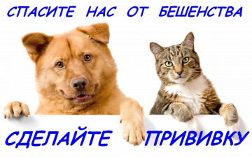 Бесплатная вакцинация животных против бешенства