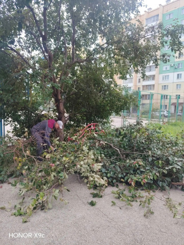 В 145 микрорайоне спилили аварийное дерево