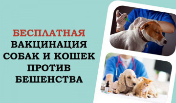 Не забывайте сделать прививку от бешенства своим домашним питомцам!