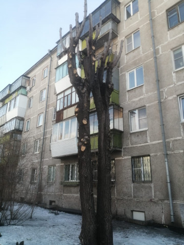 Завершаем сезон весенней обрезки деревьев