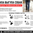 Держишь собаку в квартире – соблюдай правила выгула!
